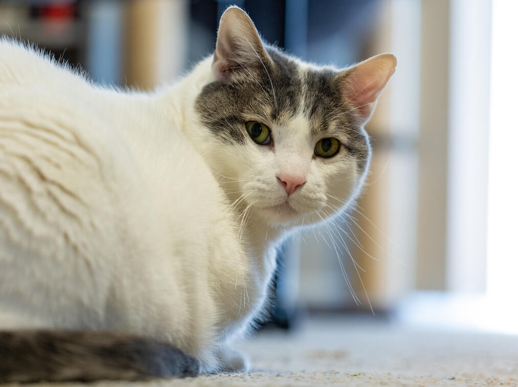 Cat 1
