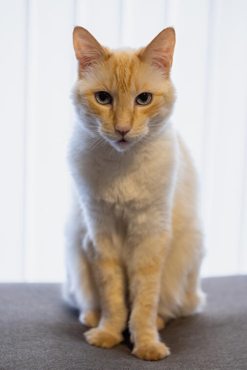 Cat 2